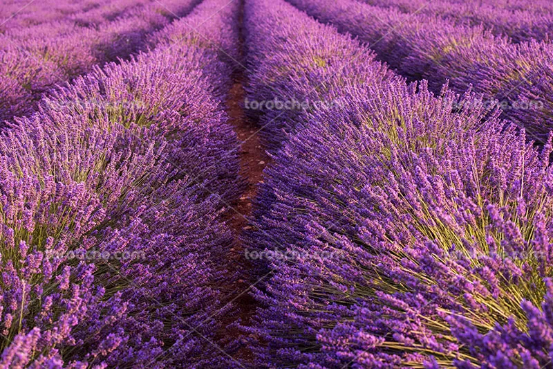 عکس گل اسطوخودوس با کیفیت | گرافیک با طعم تربچه