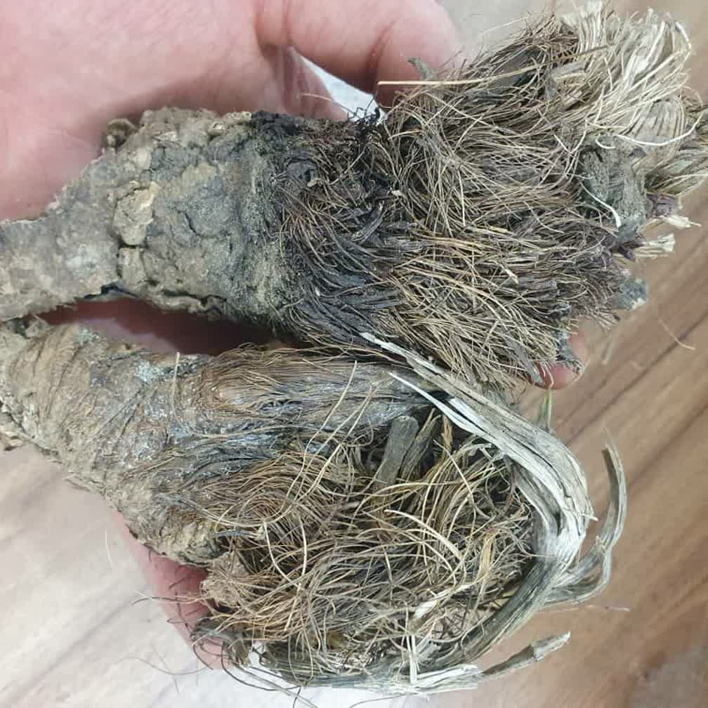 سنبل الطیب ختایی 100 گرم 