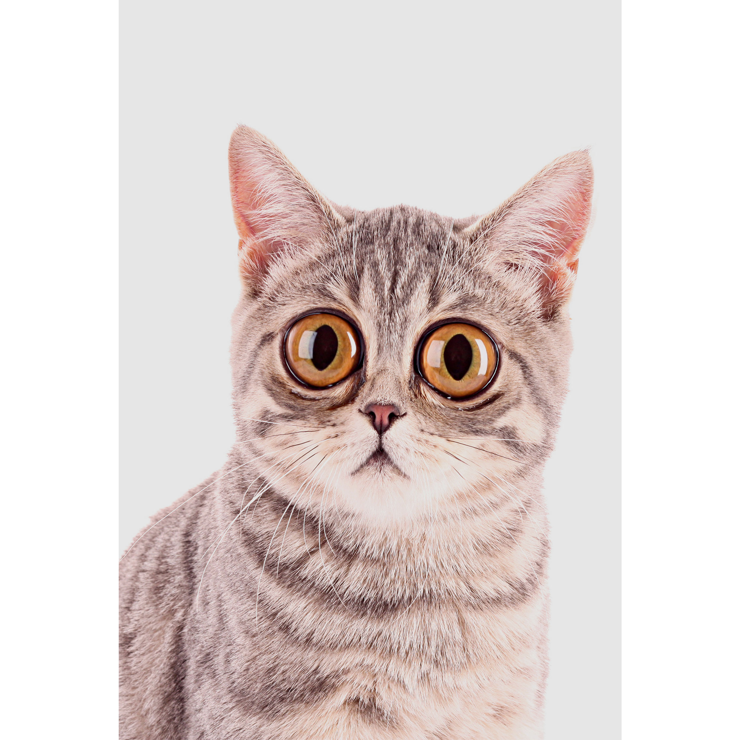 تابلو شاسی مدل گربه چشم درشت T5832