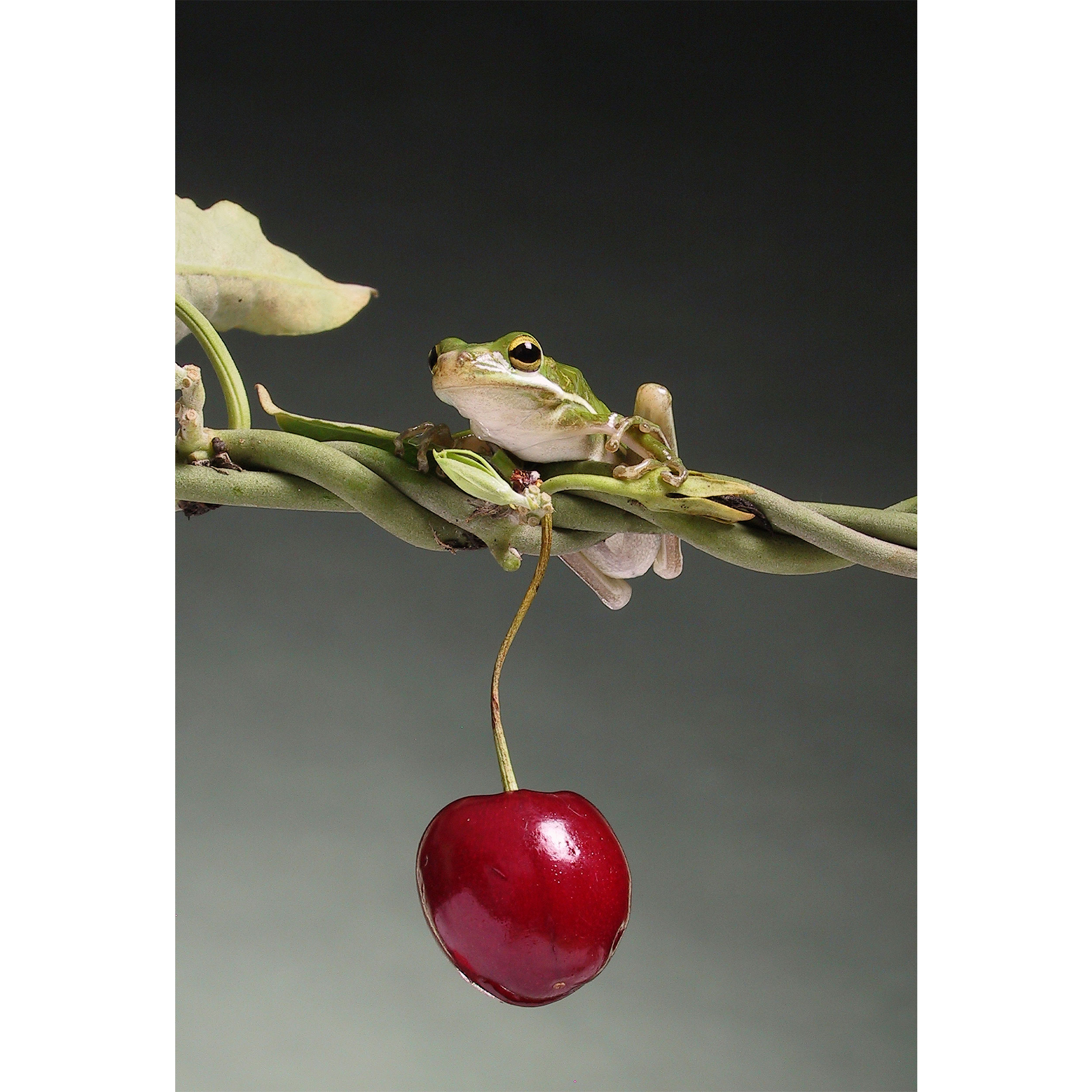 تابلو شاسی مدل قورباغه و گیلاس T5878