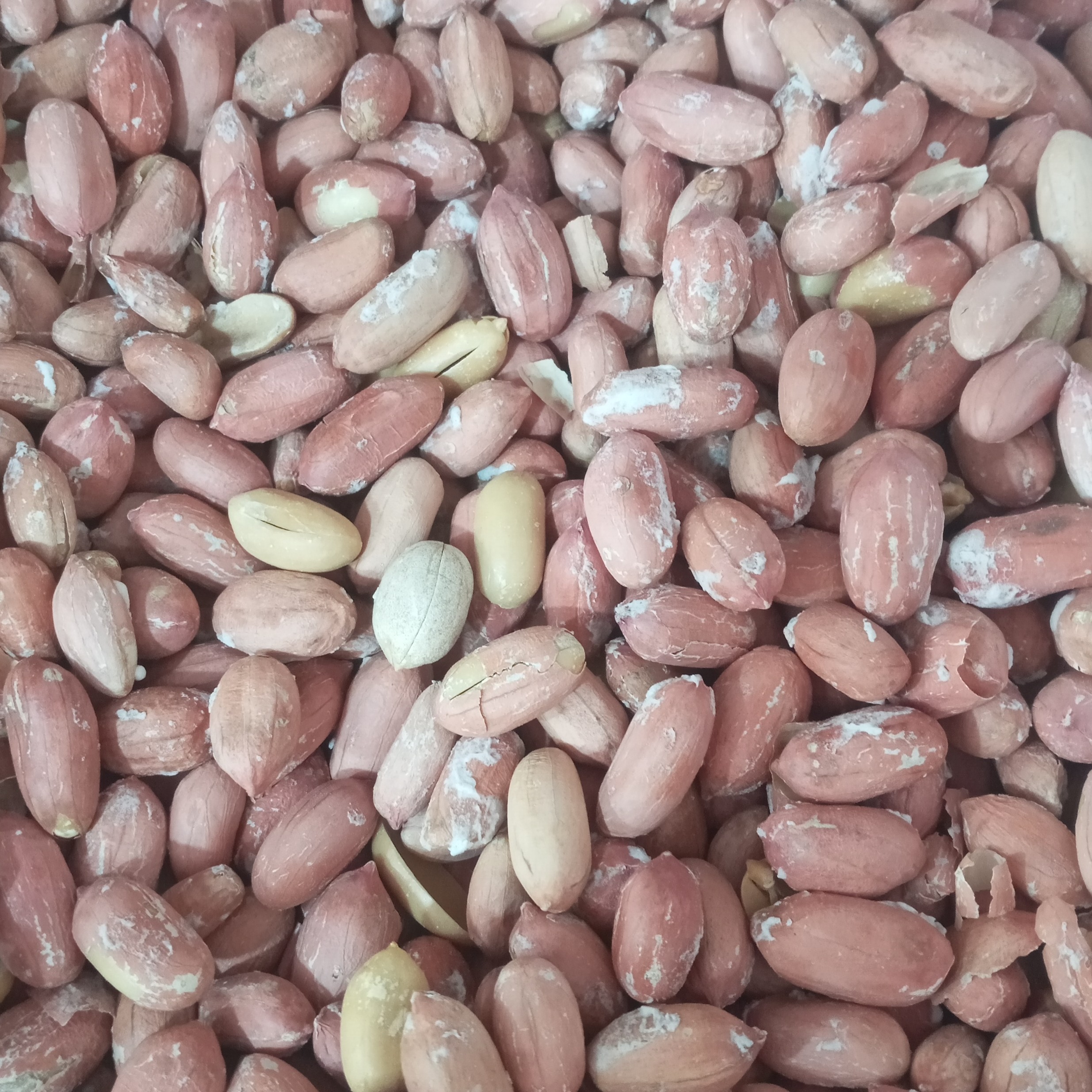 بادام زمینی آستانه شور 250 گرمی