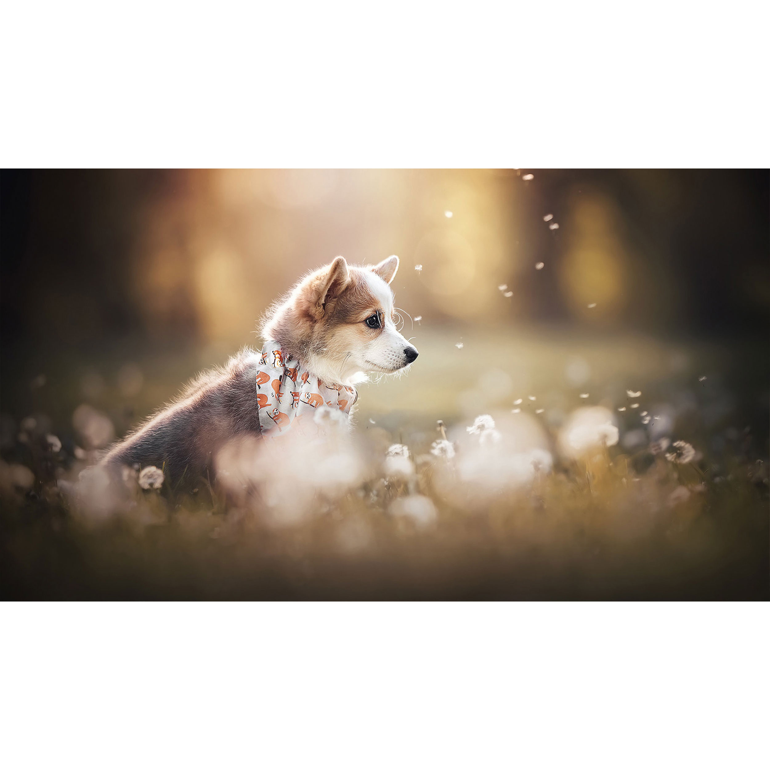 تابلو شاسی طرح سگ مدل T8012