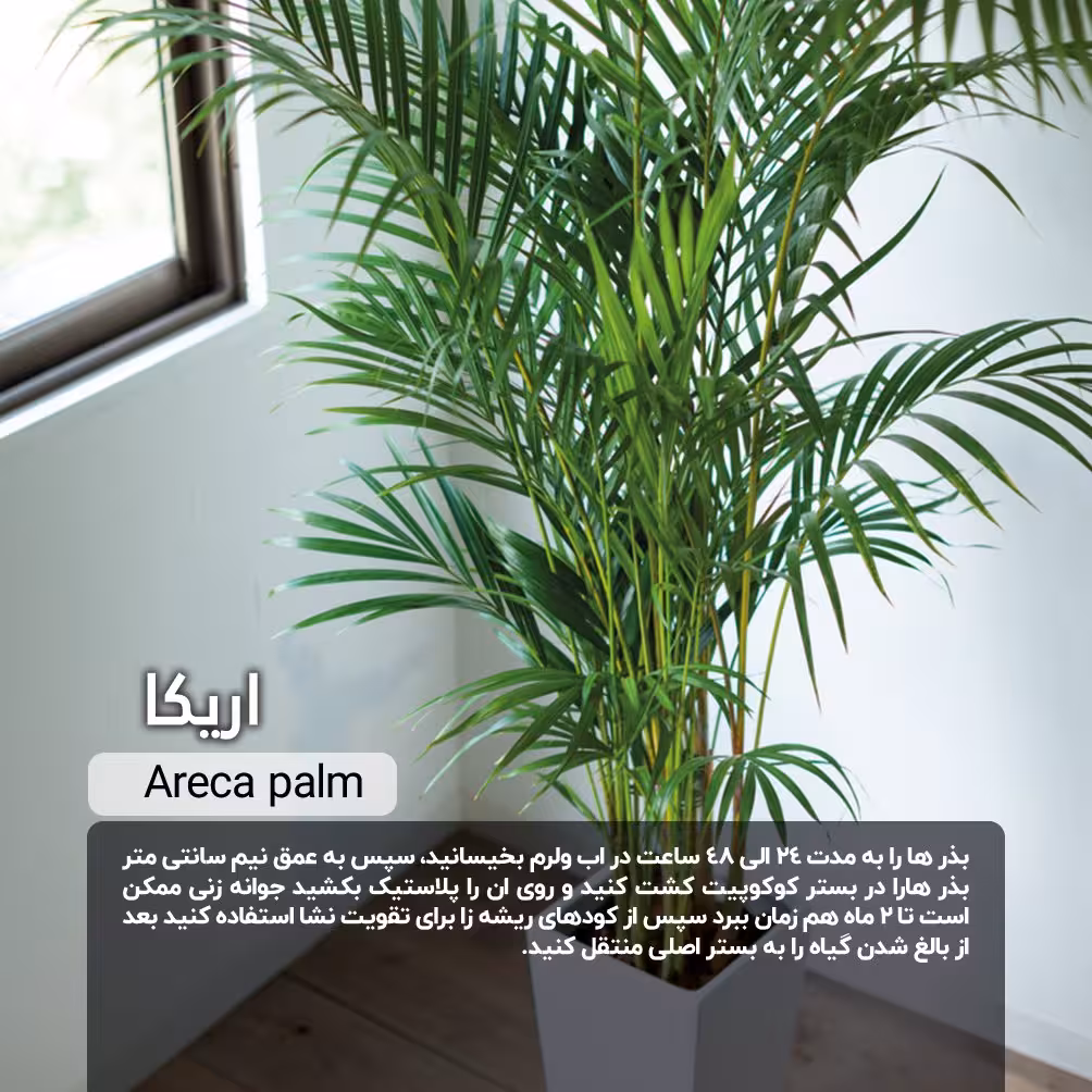 بذر اریکا/ خرید + نحوه کاشت و مراقبت از گیاه اریکا