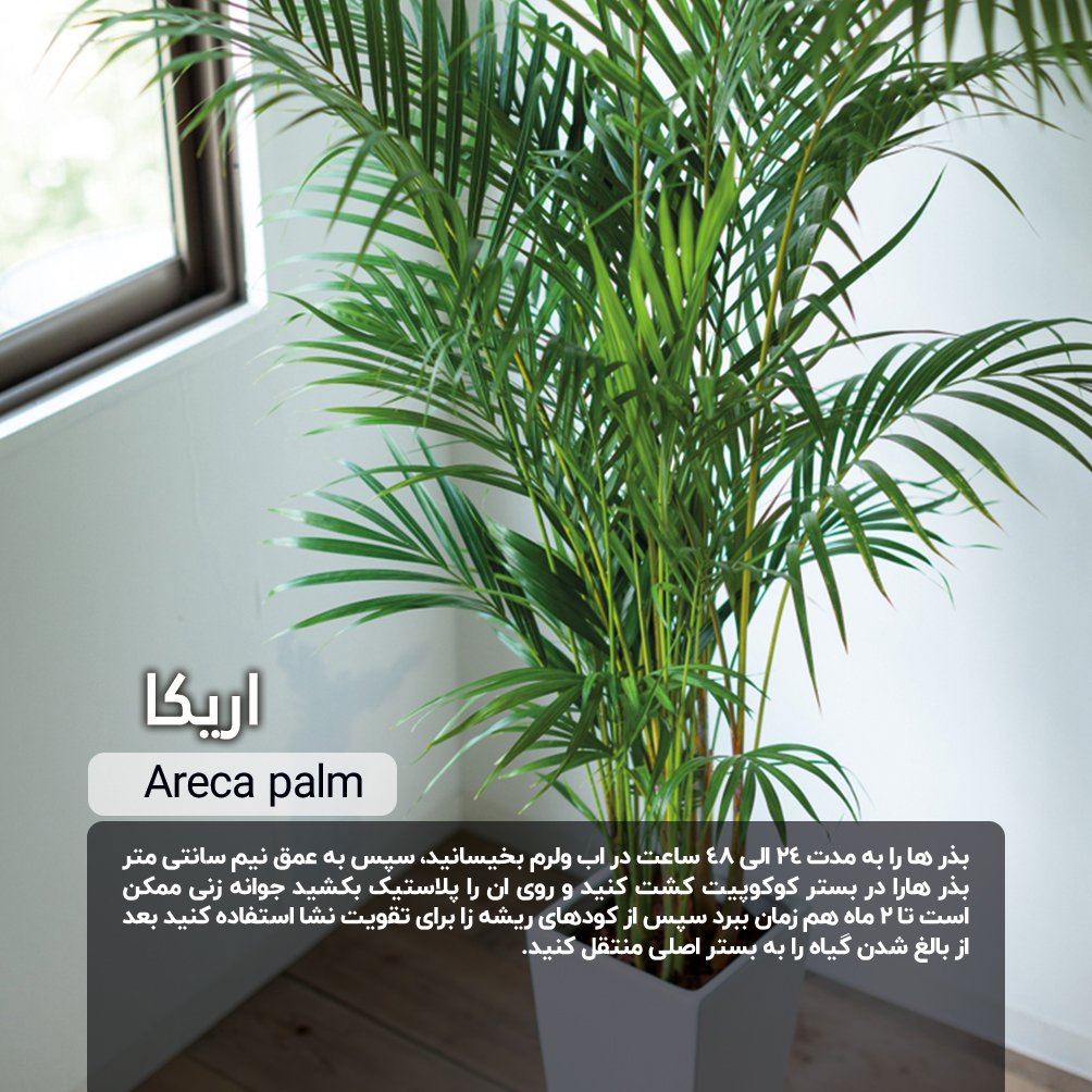 بذر اریکا/ خرید + نحوه کاشت و مراقبت از گیاه اریکا