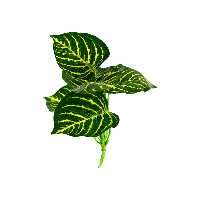 گیاه تزیینی آکواریوم مدل 1005