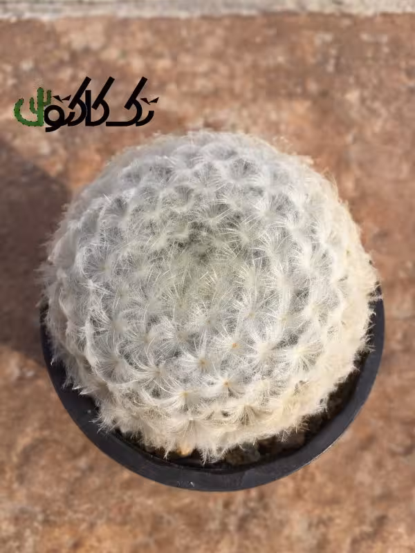 بذر مامیلاریا پلاموزا ده عدد