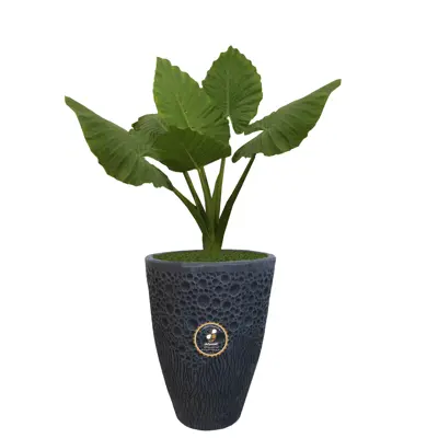 گیاه طبیعی بابا آدم گلباران سبز گیلان مدل GN1-FANM5 