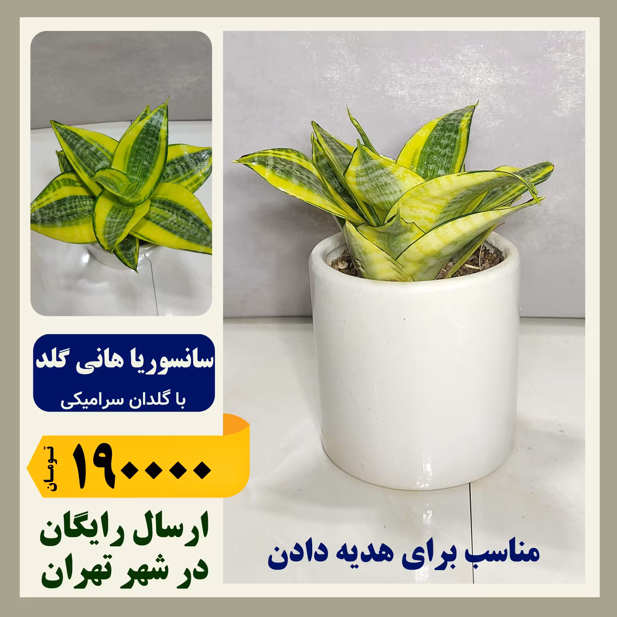 سانسوریا هانی گلد با گلدان سرامیکی