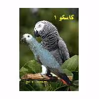 کتاب کاسکو 1 اثر سارا پیرشایان انتشارات کاکتوس