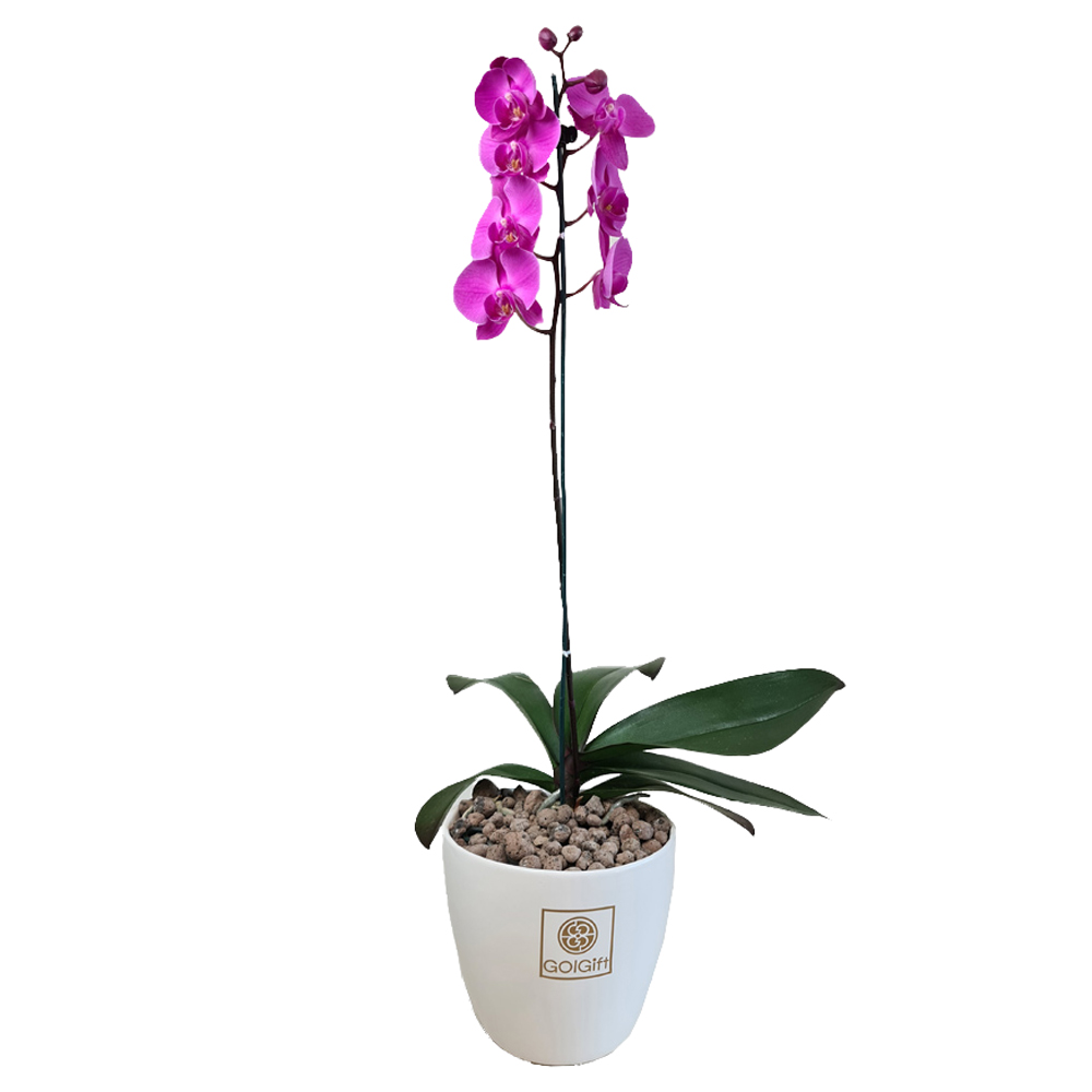 ارکیده بنفش گل گیفت کد GP017