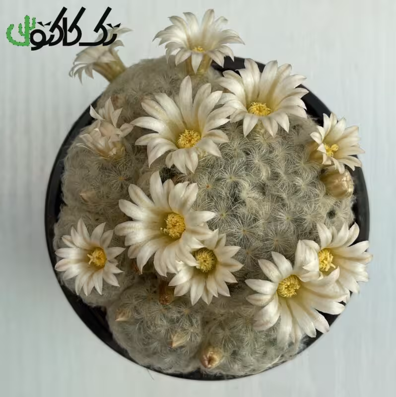 کاکتوس مامیلاریا پلاموزا CMP000728