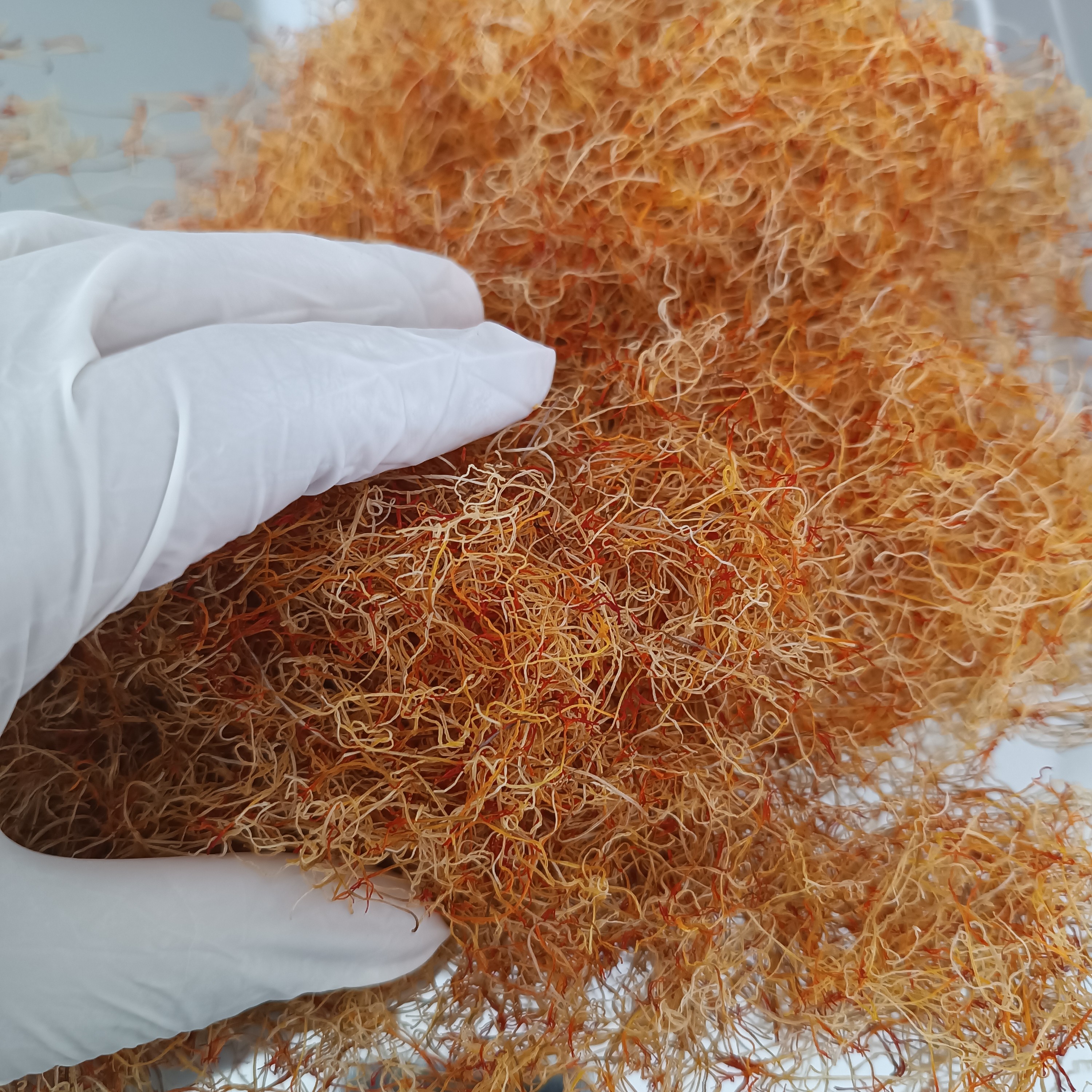 10 گرم ریشه زعفران با کیفیت عالی و رنگدهی بالا  برداشت 1402