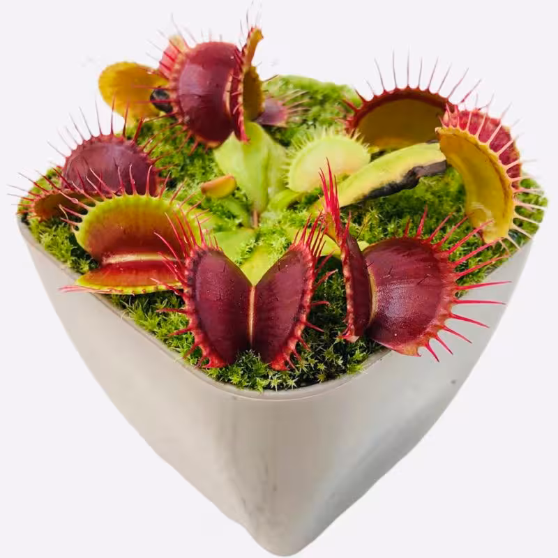 5 عدد  بذر گیاه گوشت خوار ونوس - Venus flytrap