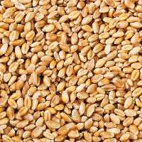 گندم پوست کنده بسته بندی 1 کیلوگرمی شالیزارصادق 