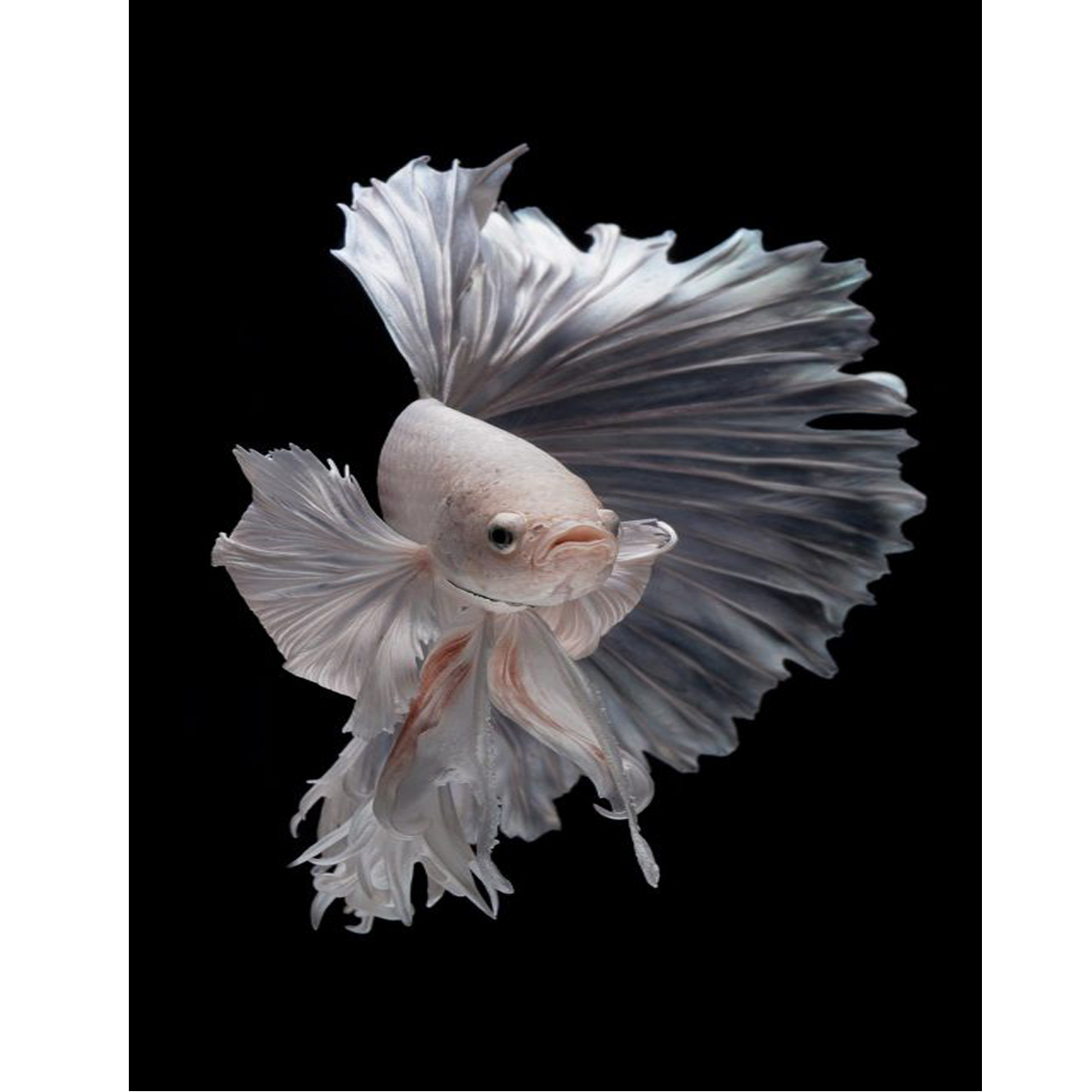 تابلو شاسی طرح ماهی کد S531