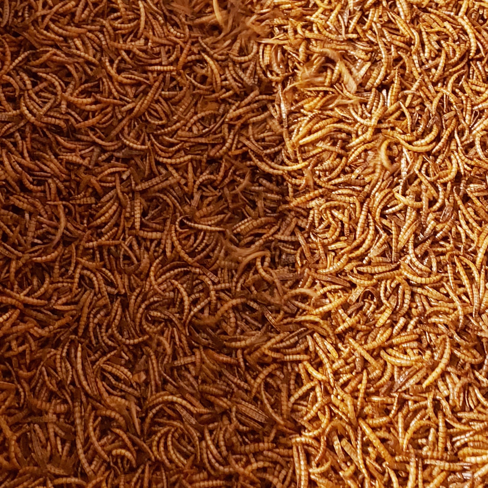 میلورم درجه یک منبع غنی از پروتئین برای حیوانات خانگی شما