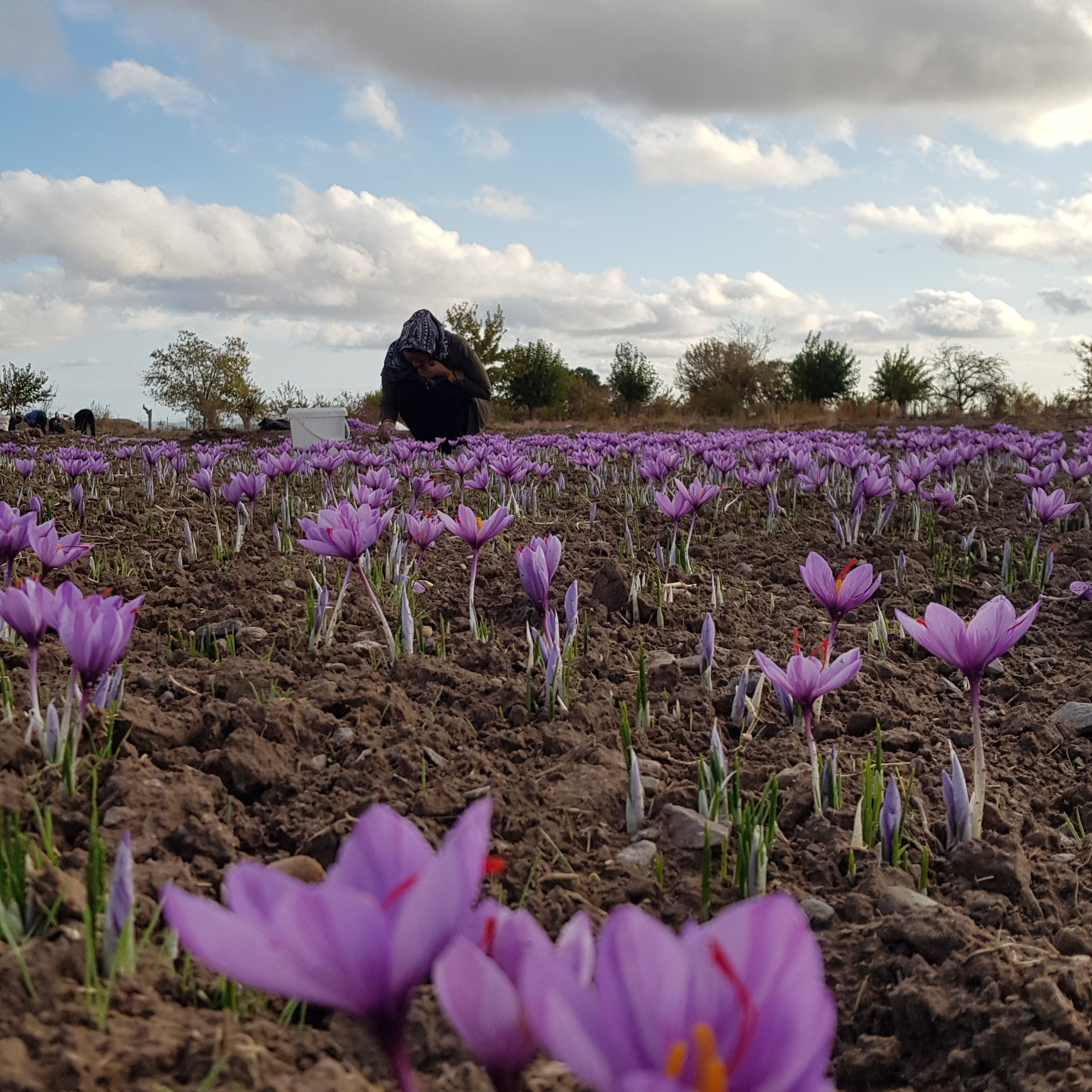 زعفران سرگل 1 مثقالی (وزن 4.6 گرم) خالص