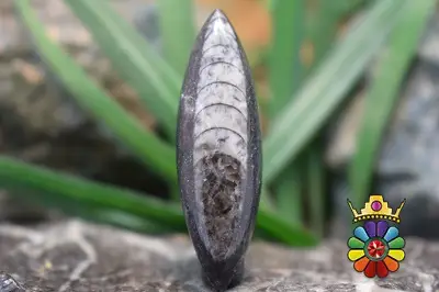 فسیل ارتوسراز مراکش