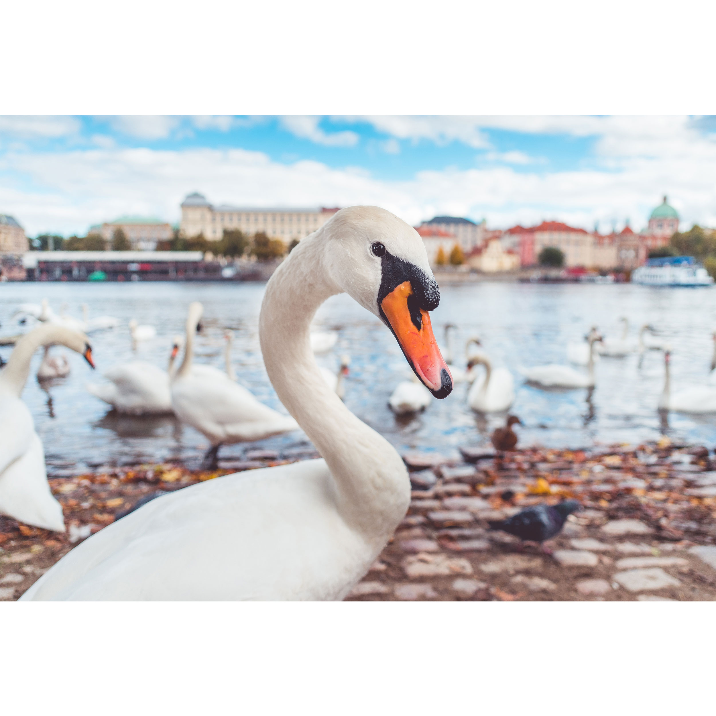 تابلو شاسی طرح ساحل و دریا و قو مدل T1937