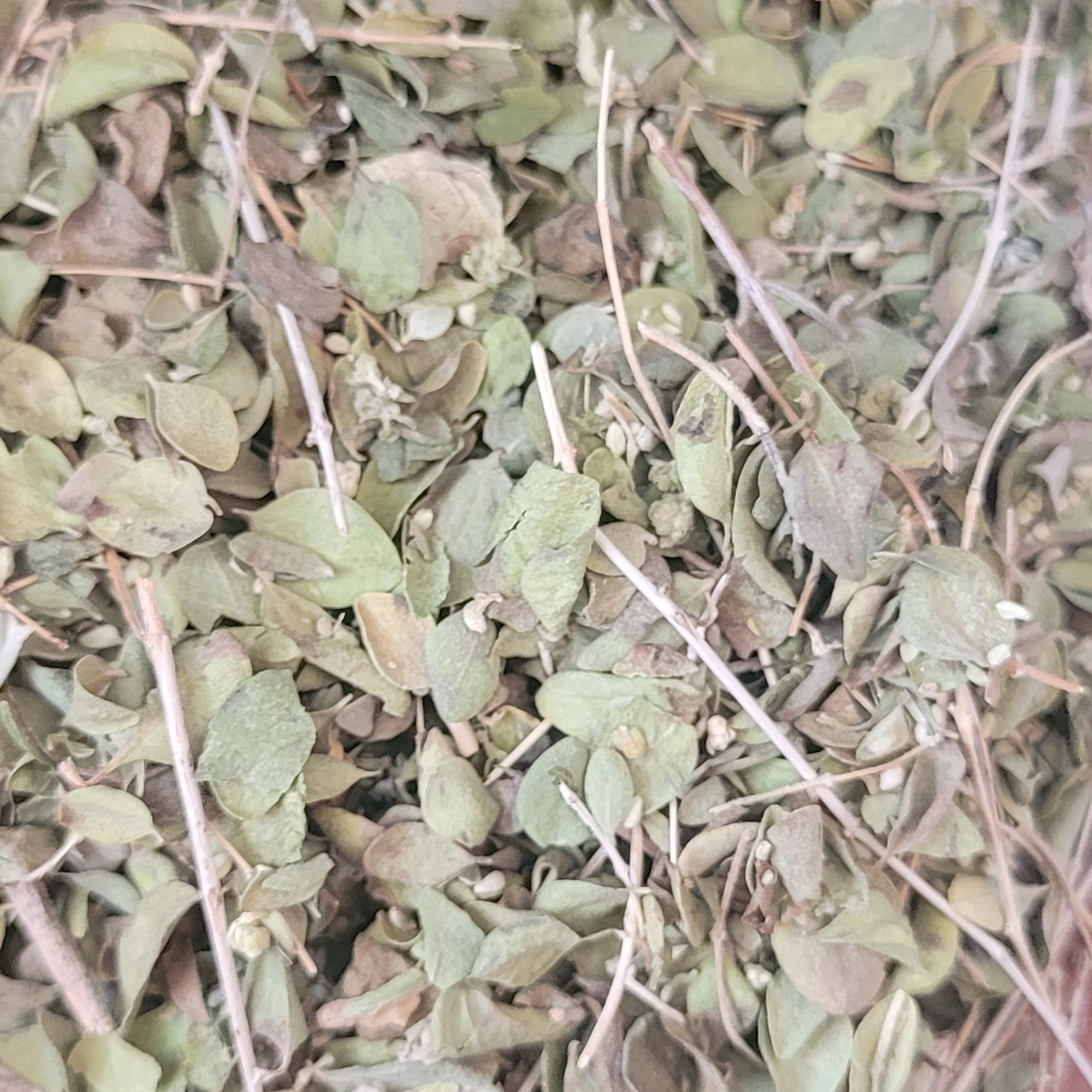 آویشن برگ(100 گرم)