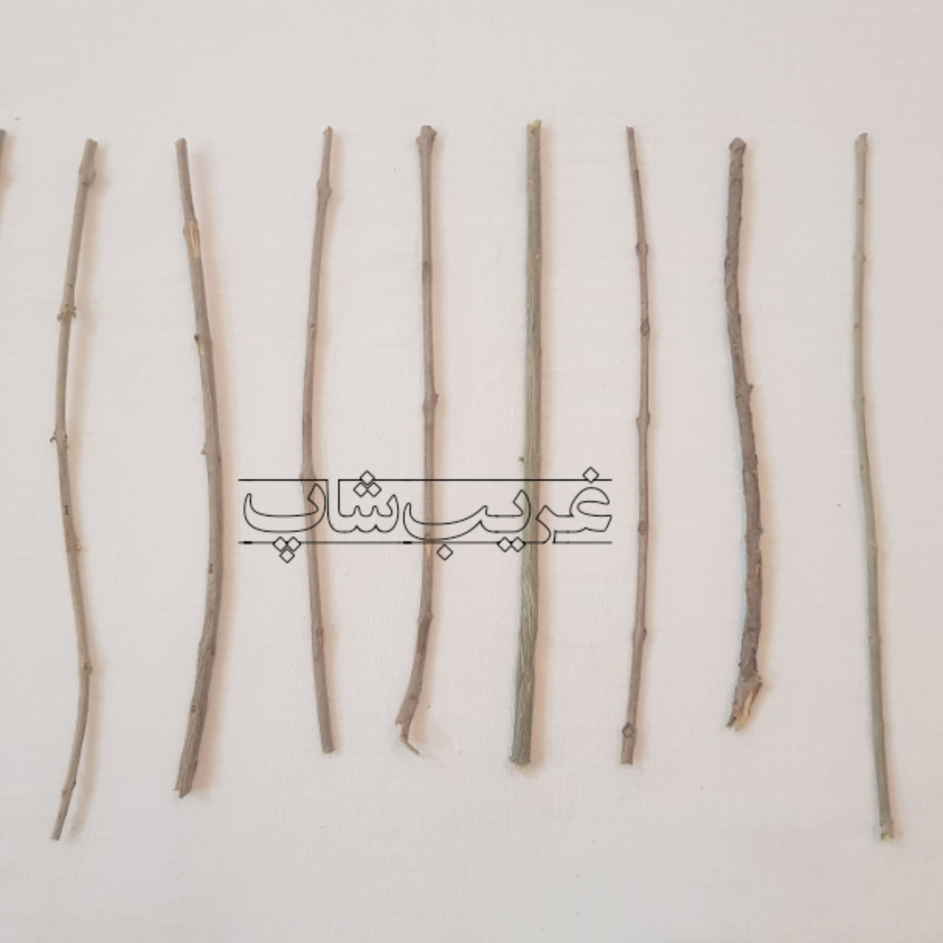 قلم چوب درخت زیتون (اصل)