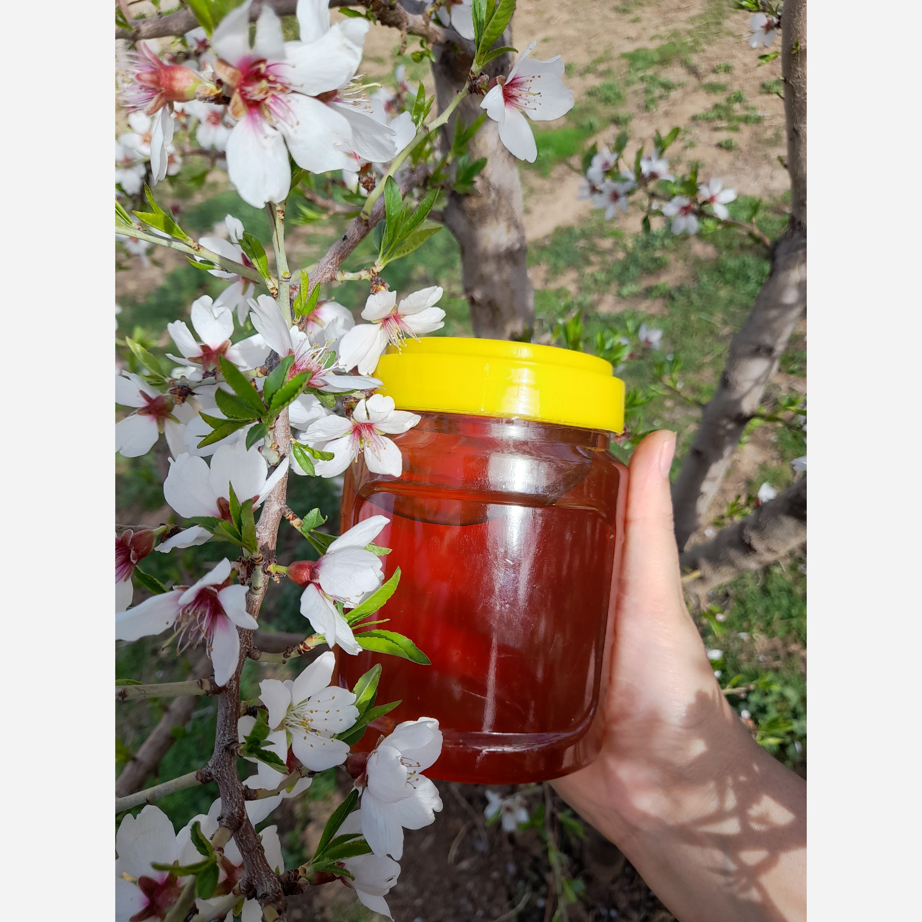 عسل تازه برداشت امسال با عطر و طعمی عالی خرید مستقیم از زنبوردار