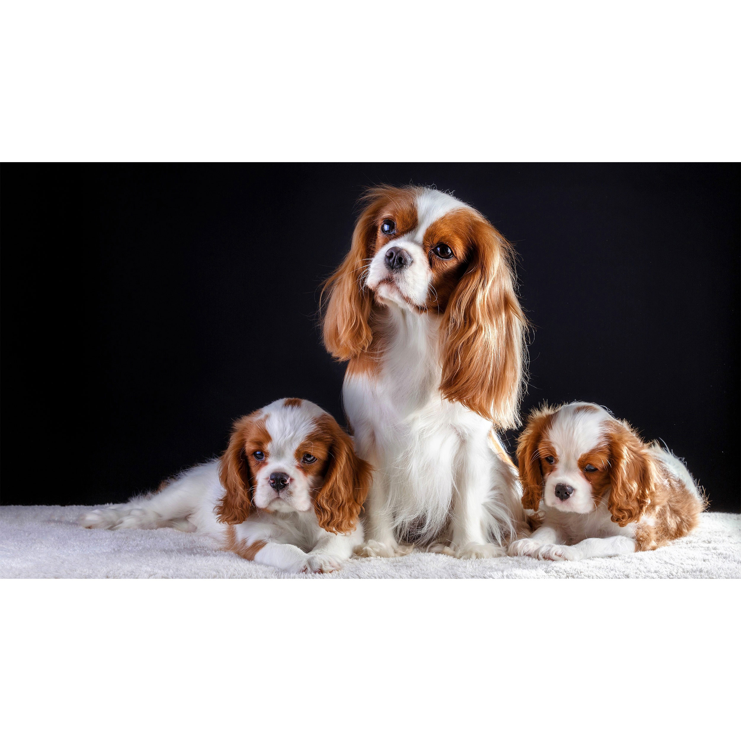 تابلو شاسی طرح سگ مدل T7798