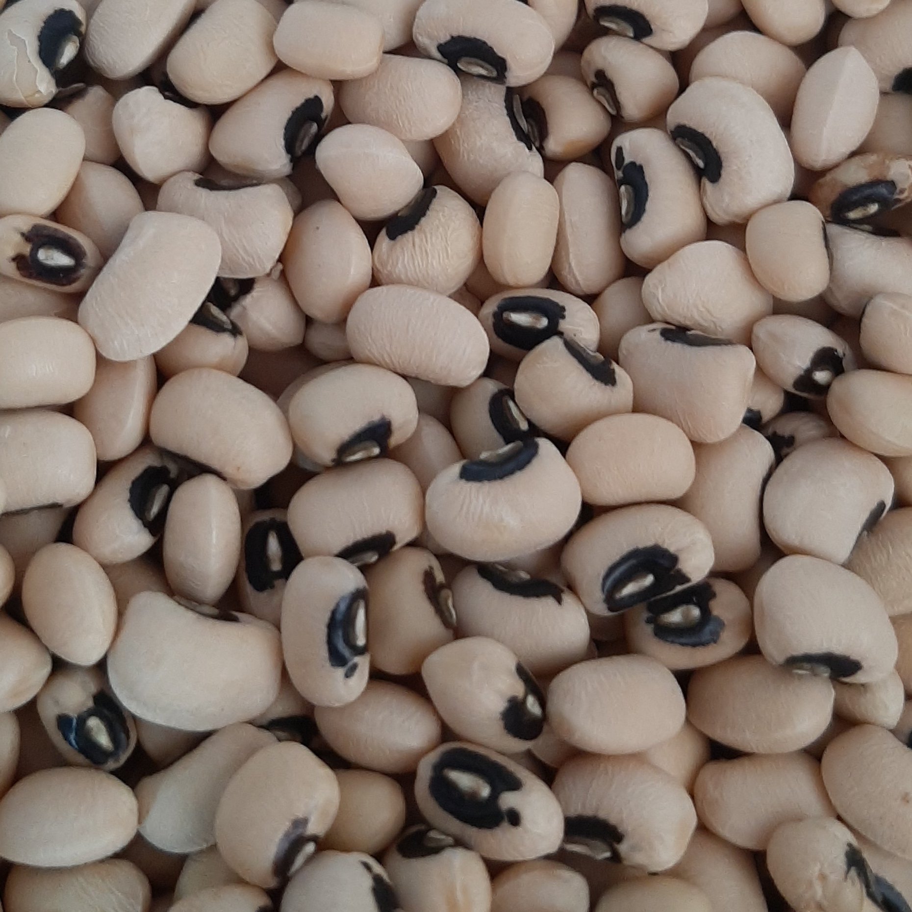 لوبیا چشم بلبلی 