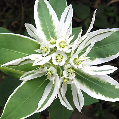 بذر گل چینی