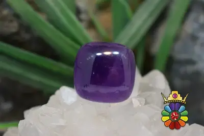 امتیست دامله(کاپوشی)