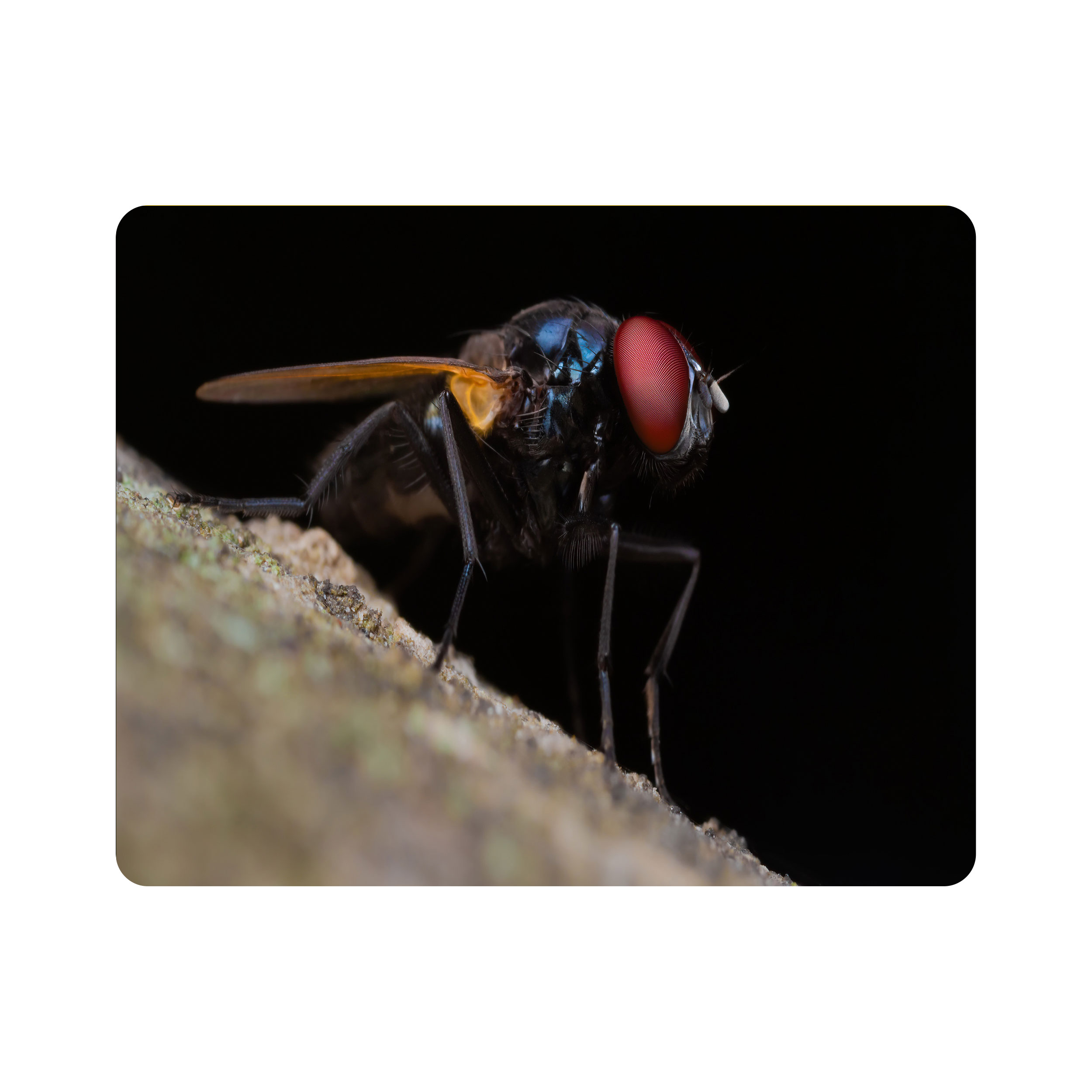 ماوس پد اطلس آبی طرح حشره مگس مدل T7784