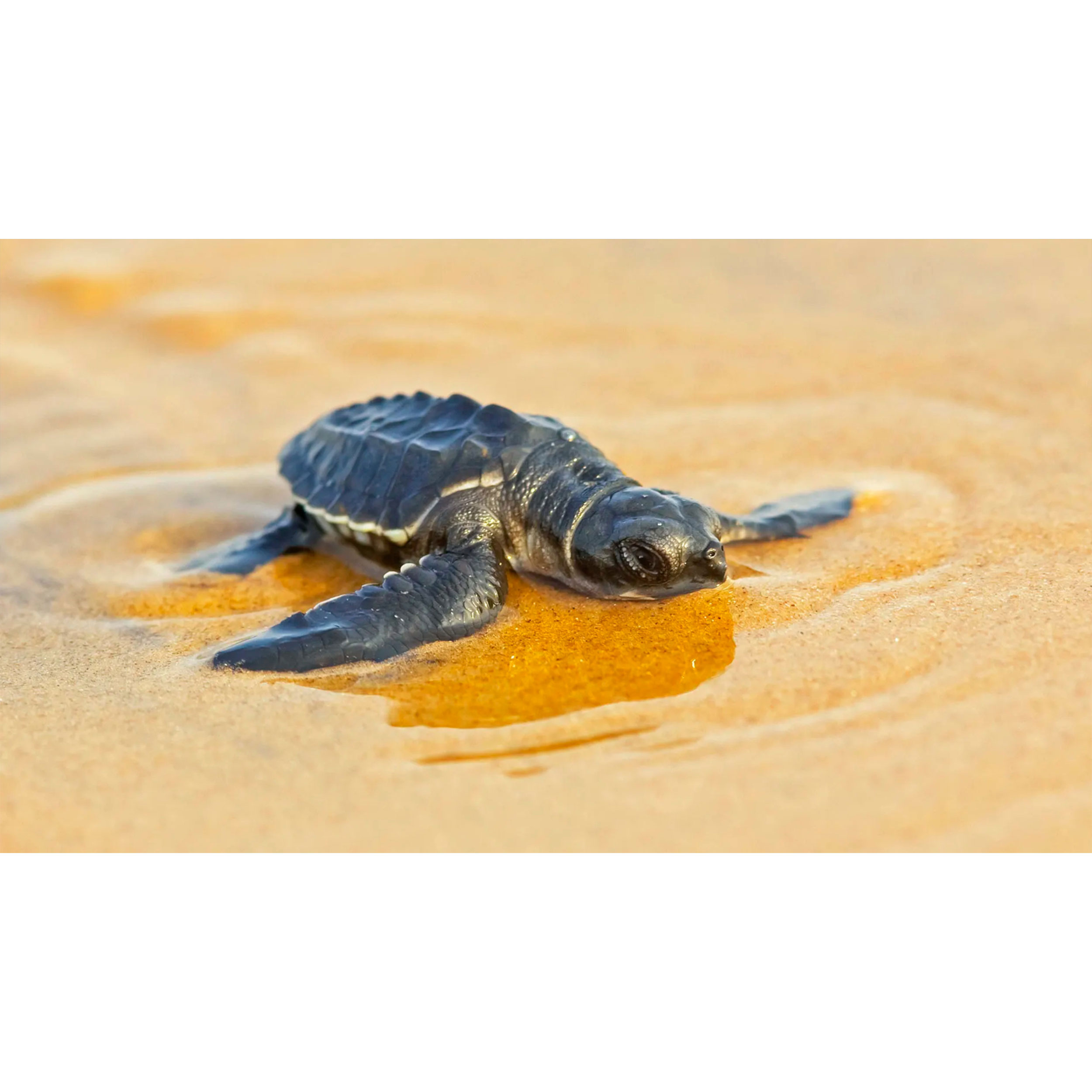 تابلو شاسی طرح لاکپشت مدل T8018