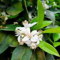 مربا بهار نارنج  بهار1402 (1کیلویی)