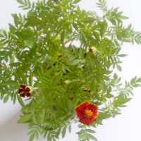 جعفری مینیاتوری