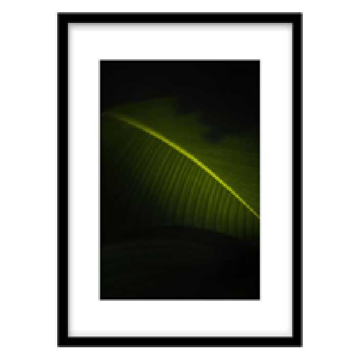 قیمت و خرید تابلو دکوراتیو مدل عکاسی مینیمال برگ کد 1241