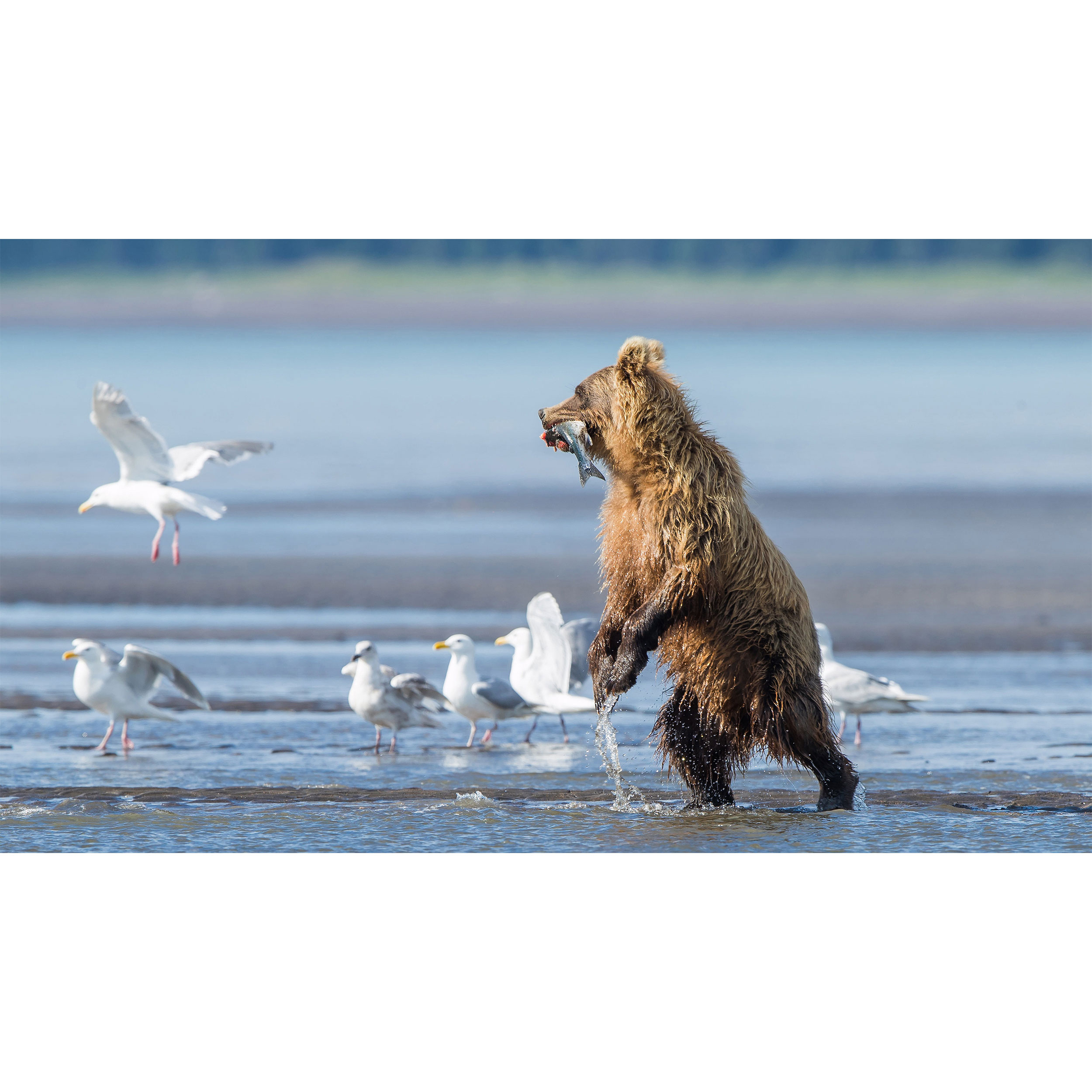 تابلو شاسی طرح خرس و ماهی و مرغ دریایی مدل T7705