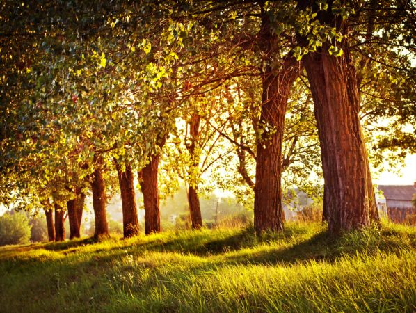 خرید و دانلود عکس Nature-Part-16 کد 35652 | پیک فاکس | Pic Fox