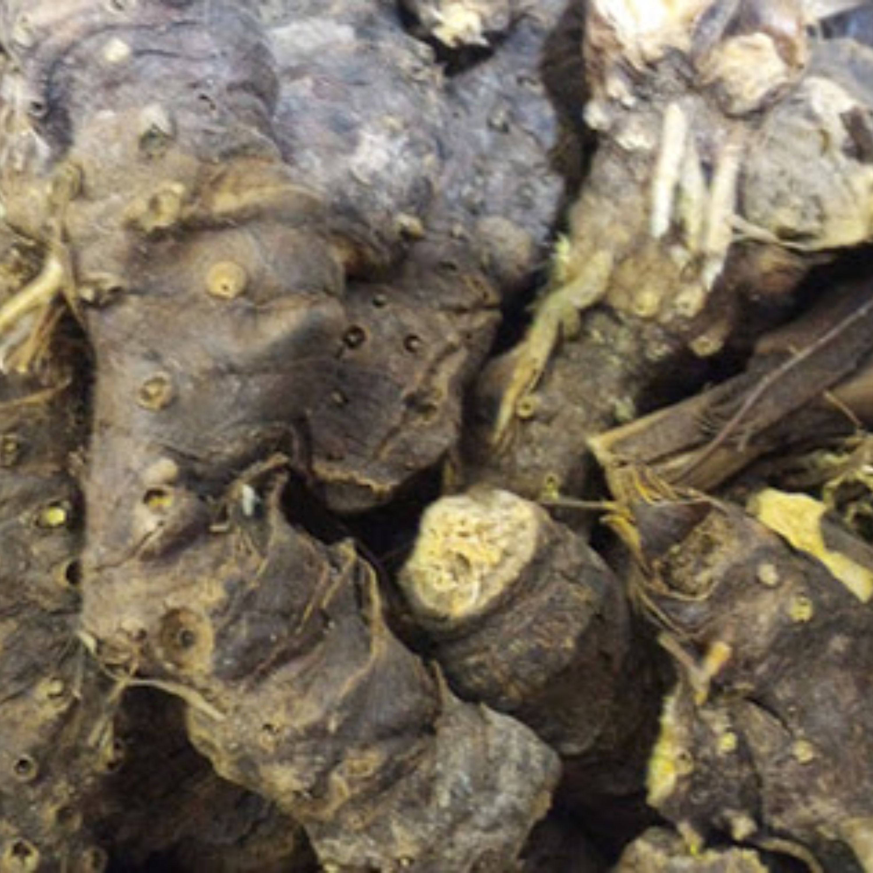 گیاه ریشه ایرسا  30 گرمی