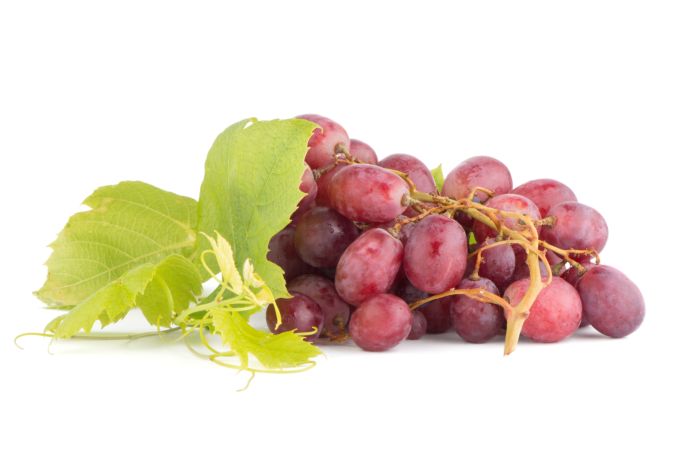 خرید و دانلود عکس Grape کد 24635 | پیک فاکس | Pic Fox