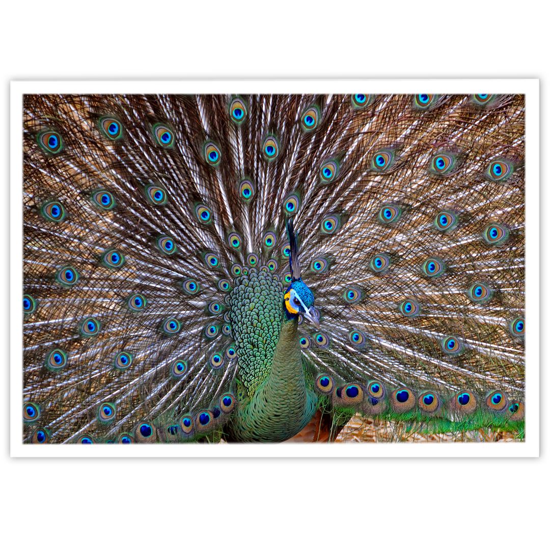 تابلو بکلیت طرح پرندگان طاووس مدل W-10334