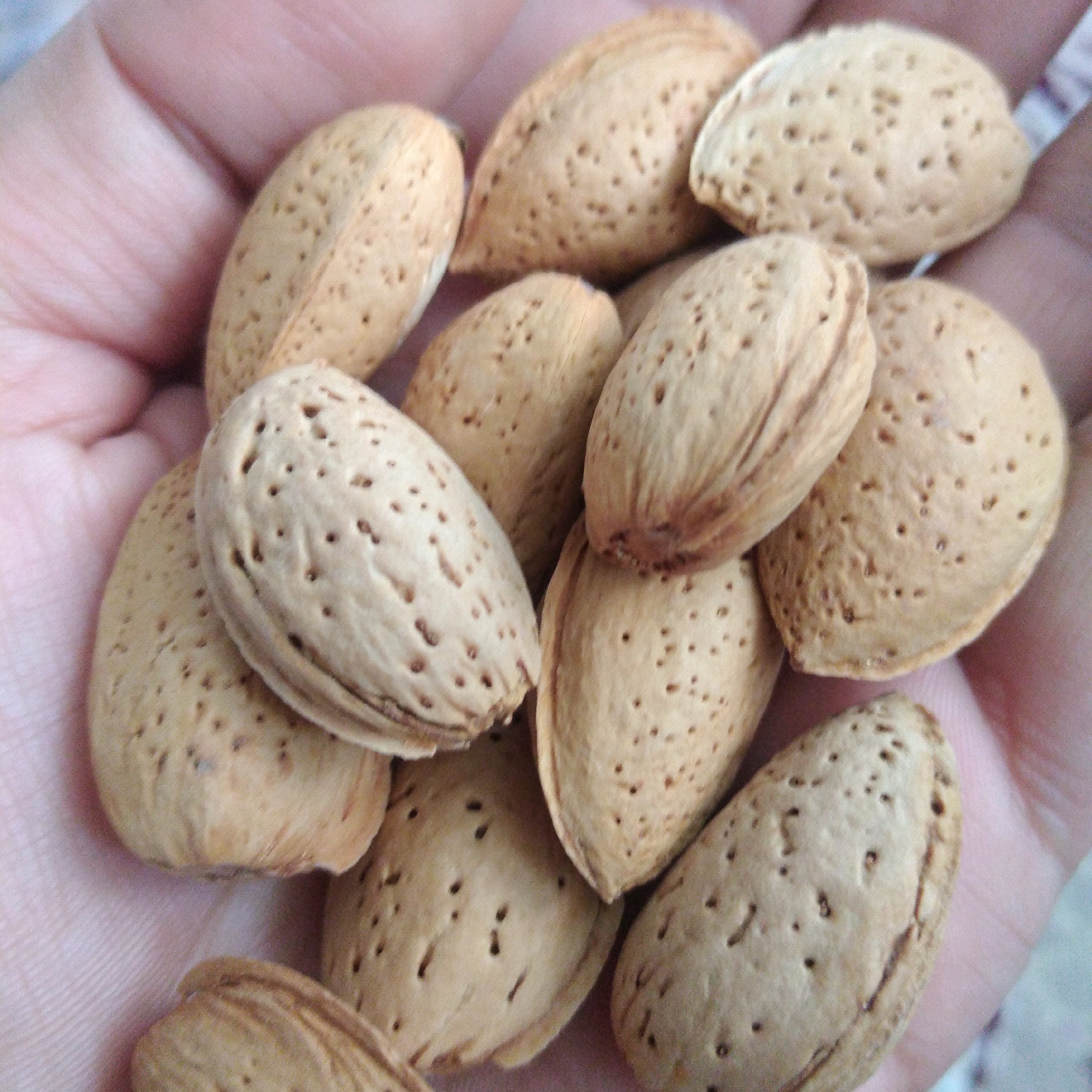 بادام درختی (سنگی و کاغذی) محصولی از ایران اورگانیک