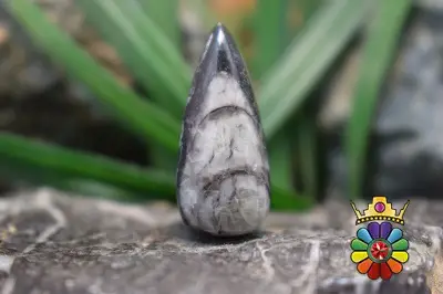 فسیل ارتوسراز مراکش