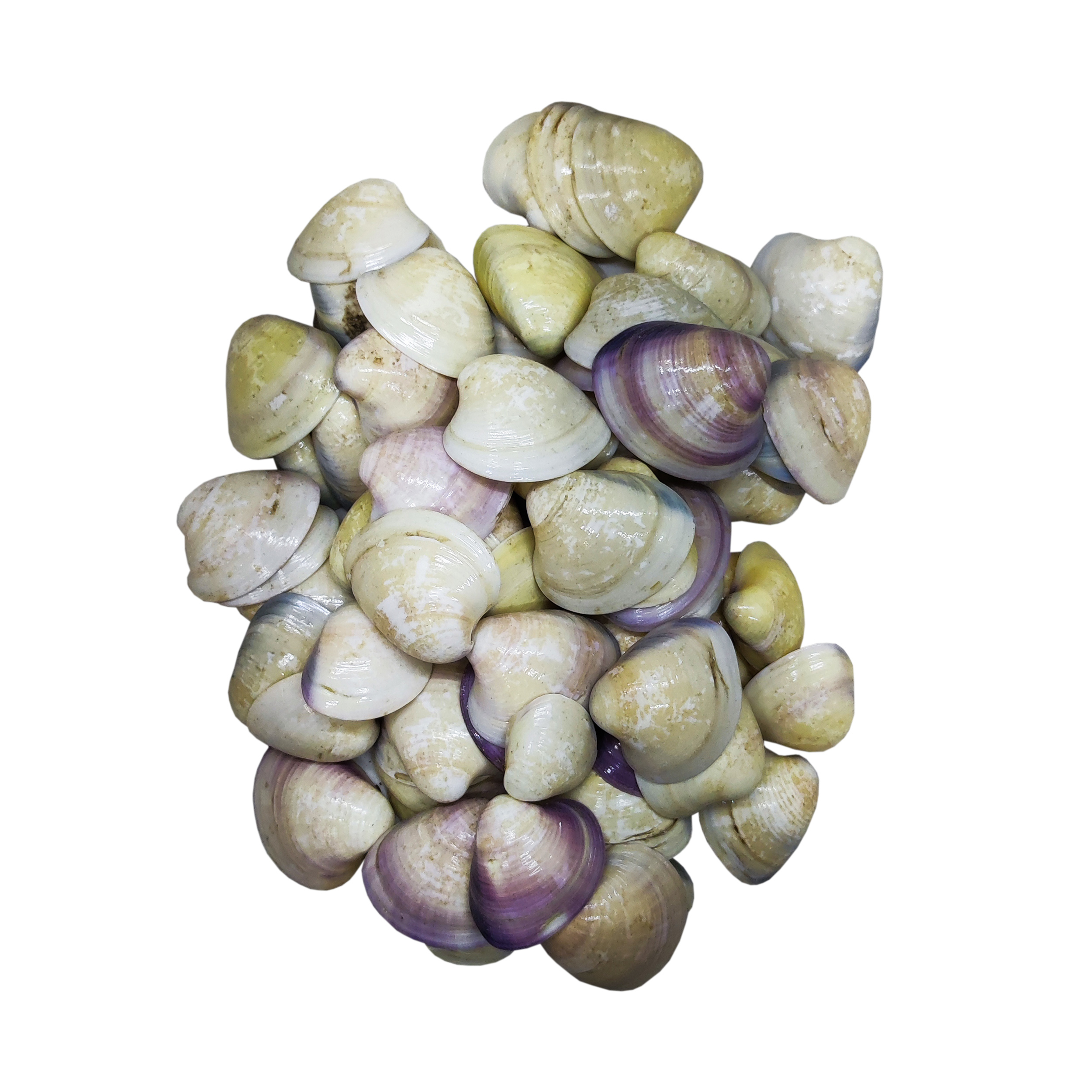 صدف تزیینی مدل ساحل S-01 وزن 500 گرم