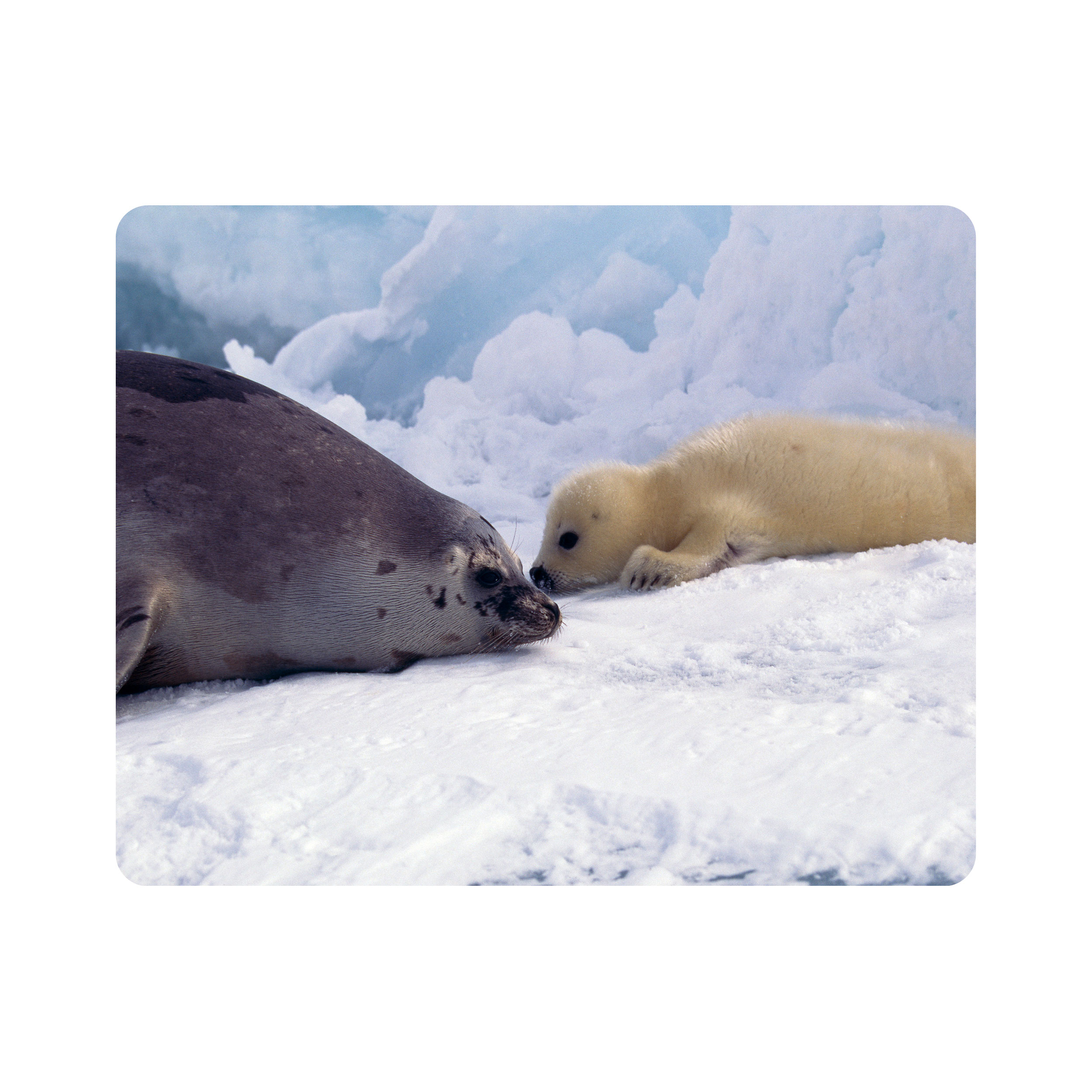 ماوس پد اطلس آبی طرح برف و فک و شیر دریایی مدل T2084