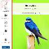 برچسب پوششی ماهوت مدل Bird Swallow-FullSkin مناسب برای گوشی موبایل ال جی K61