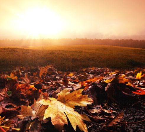 خرید و دانلود عکس Nature-Part-19 کد 35951 | پیک فاکس | Pic Fox