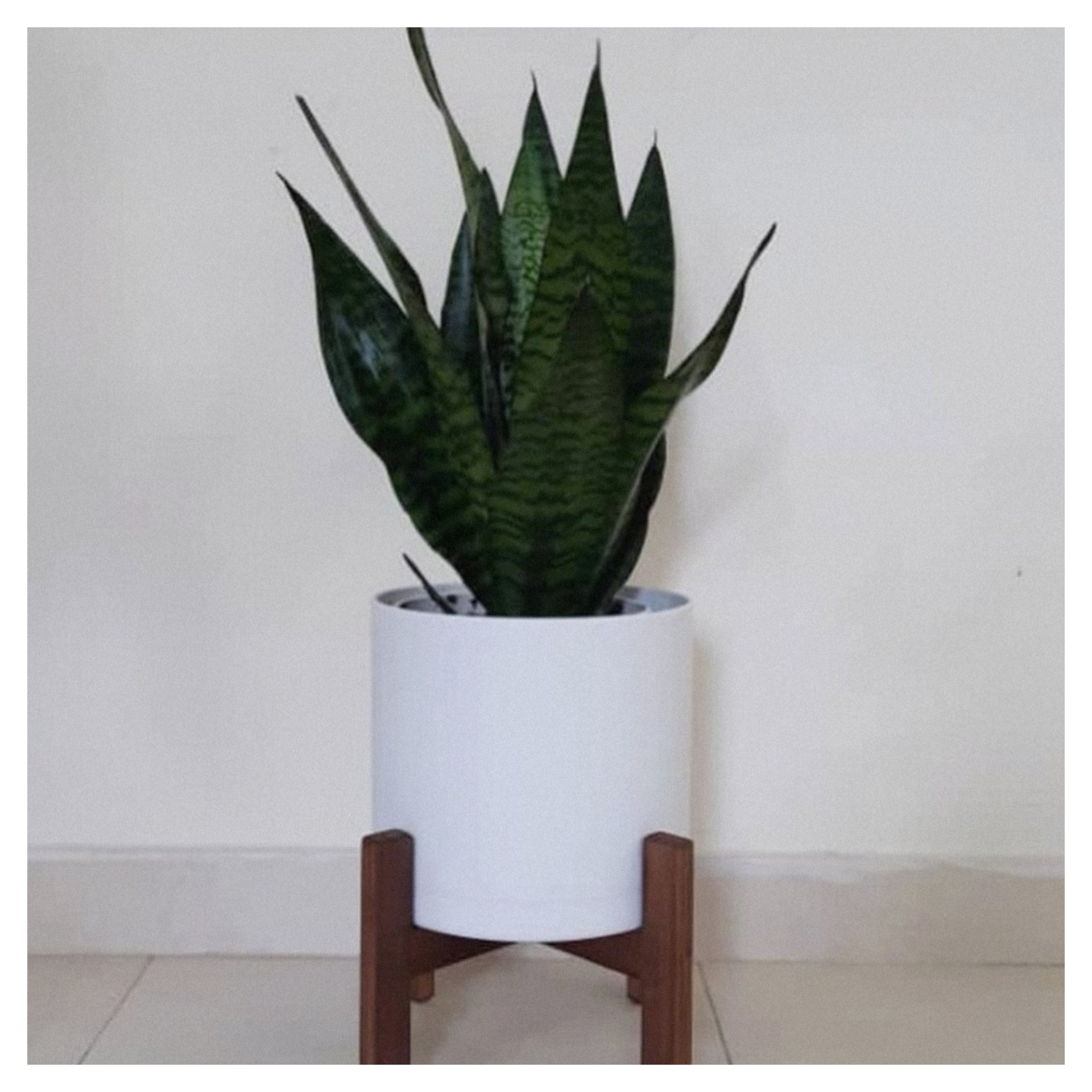 تک به قیمت عمده استند چوبی طبیعی گلدان قطر 20 سانتی درجه کیفیت عالی