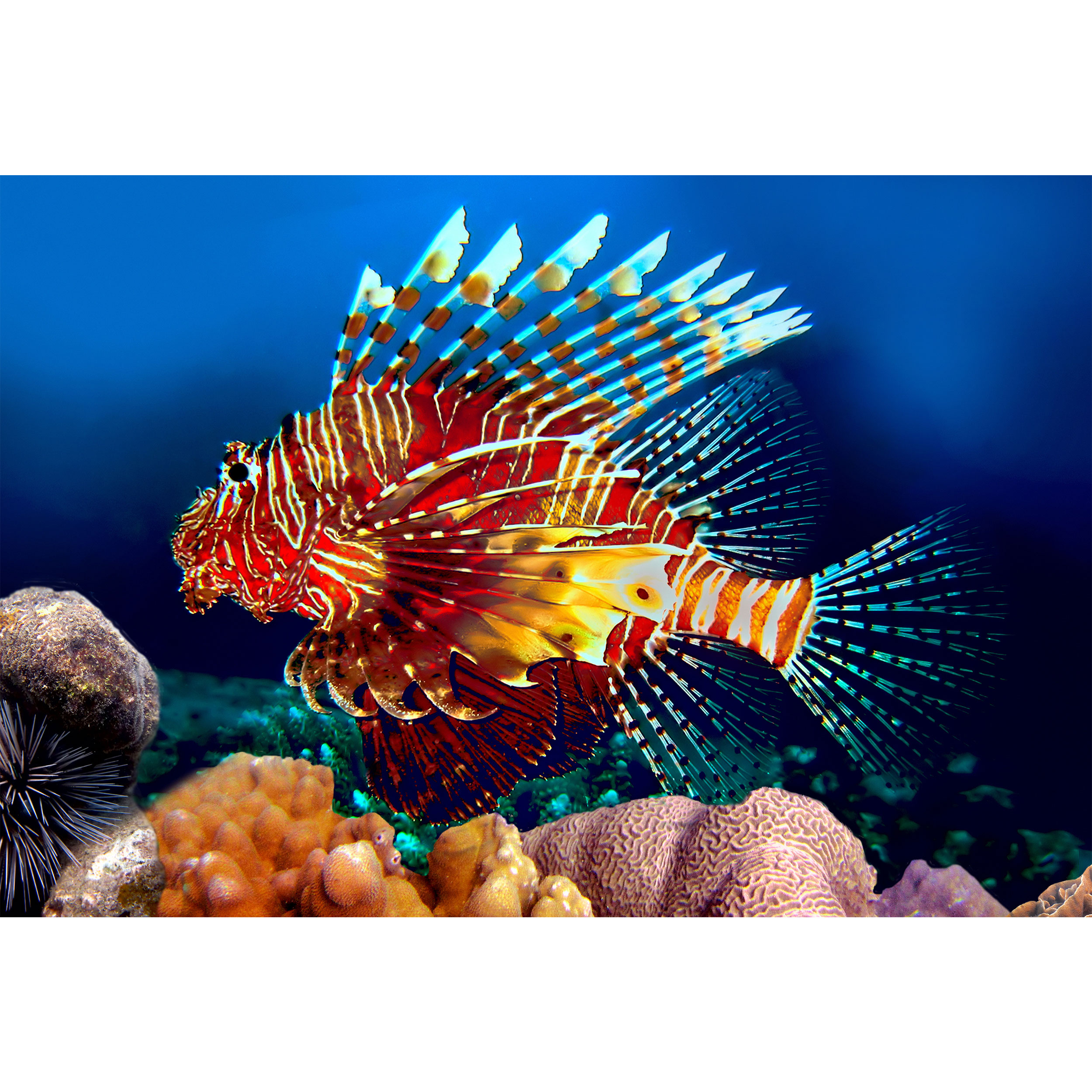 تابلو شاسی مدل ماهی زیر دریا T6902