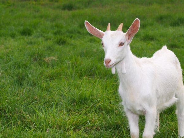 خرید و دانلود عکس Sheeps And Goats Symbol Of 2015 Year کد 42762 | پیک فاکس | Pic Fox
