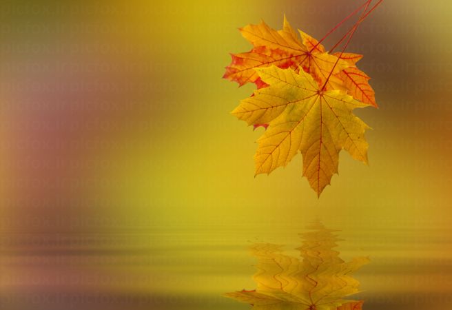 خرید و دانلود عکس Nature-Part-20 کد 36034 | پیک فاکس | Pic Fox